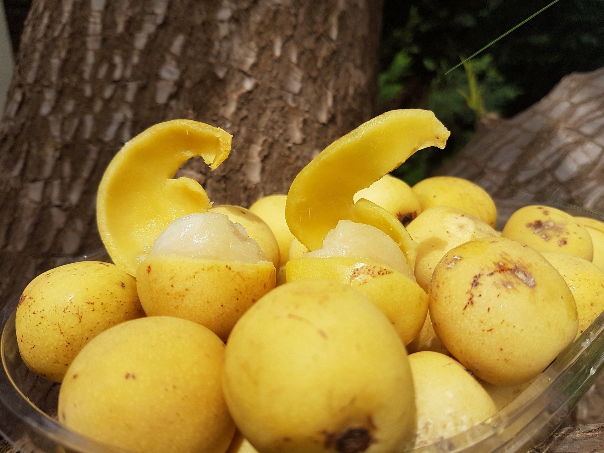 Marula Oil Vs Rosehip Oil: Which is Better for Face & Hair? Benefits?